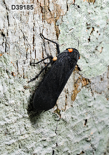 Acraephia perspicillata (Fulgoridae, Hemiptera)
